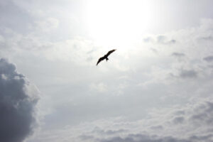 Bird high in sky