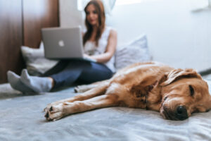 girl on bed using laptop with sleeping dog